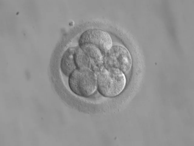 Menselijk embryo van acht cellen onder de microscoop